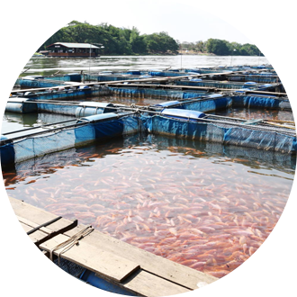 Livestock & Aquaculture