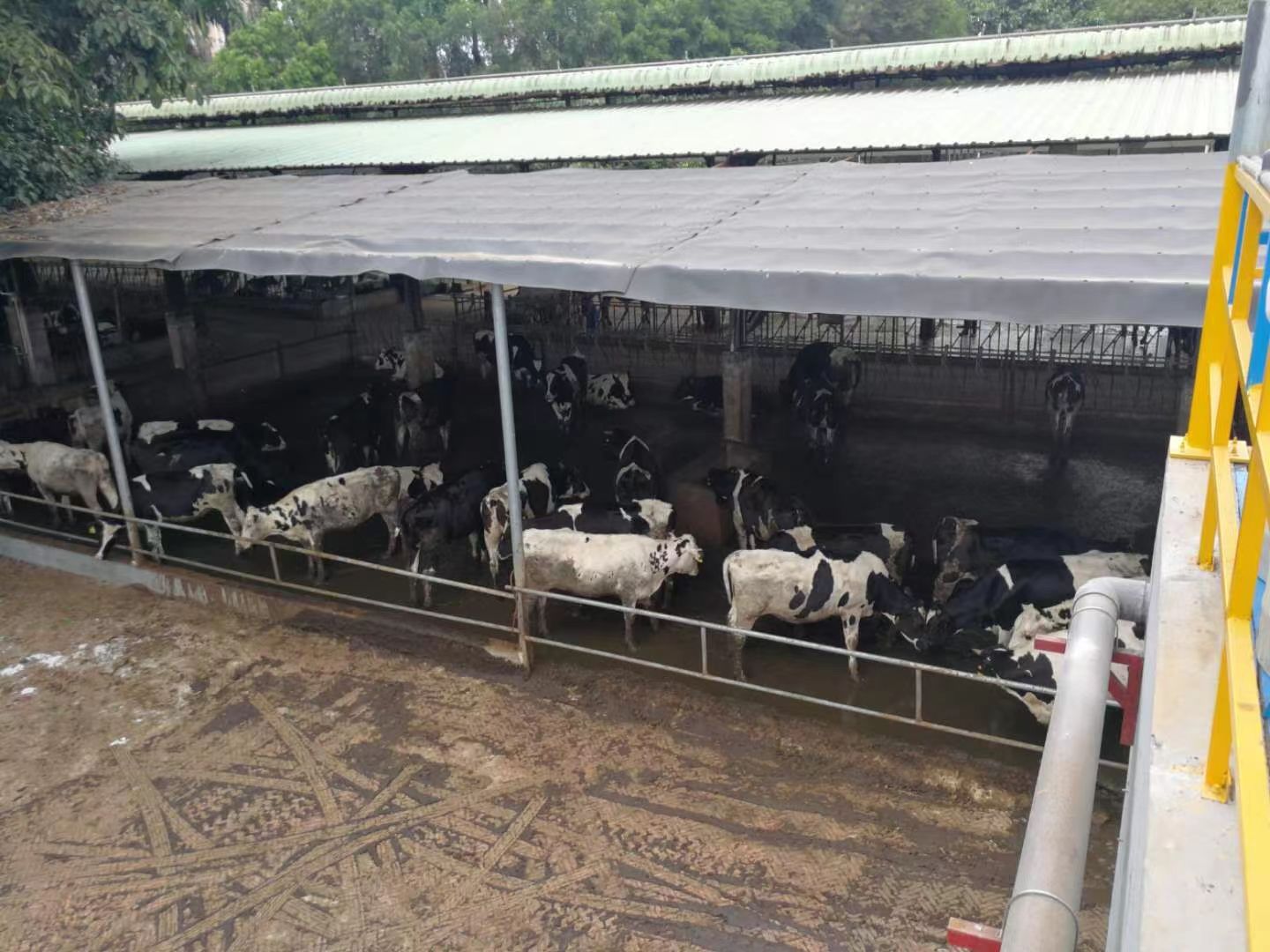 Livestock wastewater treatment